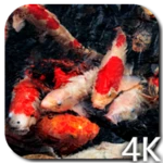 koi 4k video live wallpaper android application logo